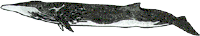 ナガスクジラ