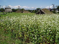 そばの花