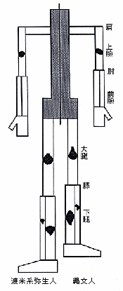 全身骨格の模式図