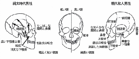 縄文人は魅力的