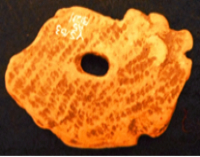 吉作遺跡　イノシシの横顔の装飾土器片(ウラ)