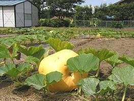 かぼちゃ収穫