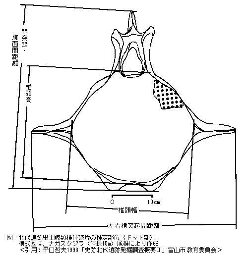 鯨類椎体破片の推定部位図