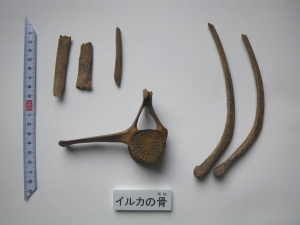 出土したイルカの骨(椎骨・肋骨)(左上3点は、イノシシ・シカの骨)