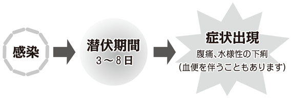 感染→潜伏期間…3～8日→症状出現…腹痛、水様性の下痢（血便を伴うこともあります）