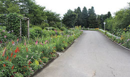 写真：花いっぱいコンクール
	  ［花の道部門］八尾園ふれあい花壇
