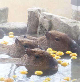 写真：カピバラの湯