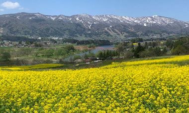 画像：いいやま菜の花まつり