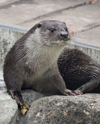 写真：カワウソ