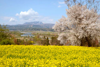 画像：飯山市菜の花公園