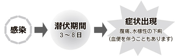 画像：感染→潜伏期間…3～8日→症状出現…腹痛、水様性の下痢（血便を伴うこともあります）