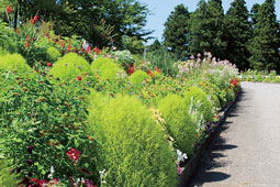 画像：花の道部門 八尾園ふれあい花壇