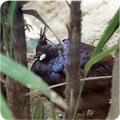 画像：茂みに隠れるパラワンコクジャク