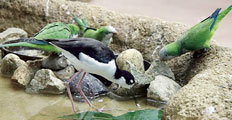 画像：水飲みする鳥たち