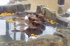 画像：カピバラの湯の様子