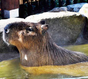 画像：カピバラの湯