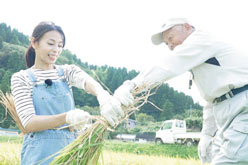 画像：稲刈り体験の様子