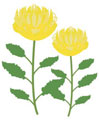 イラスト：菊