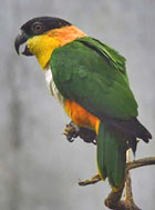 画像：熱帯鳥類館バードピア