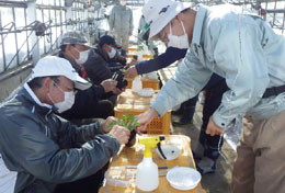 画像：トマトの接ぎ木苗づくり