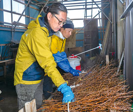 画像：啓翁桜の出荷作業