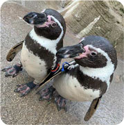 画像：ペンギン