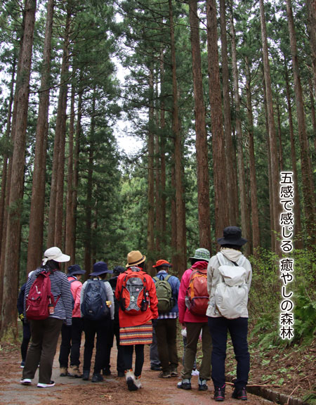 表紙：五感で感じる 癒やしの森林