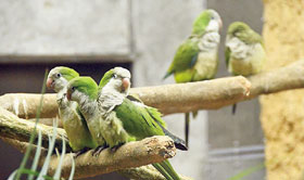 画像：オウムとインコ