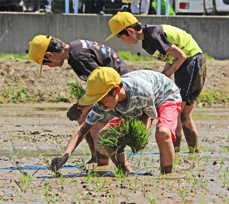 表紙：太田っ子米 田植え体験　太田小学校 学校田(太田地区センター西隣):5月14日撮影