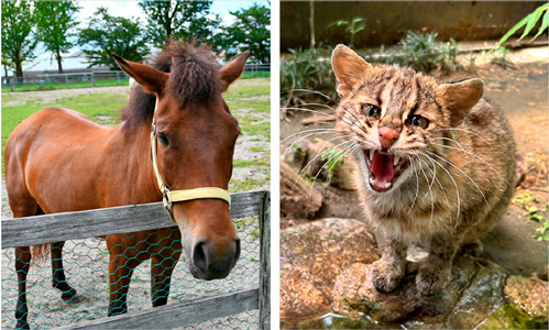対州馬とツシマヤマネコの写真