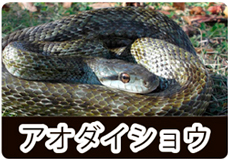アオダイショウの写真