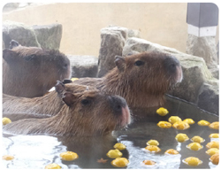 カピバラの写真