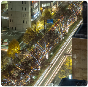 ライトアップされた並木の写真