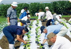 ハクサイ苗の定植の写真