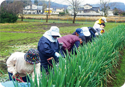 白ネギの収穫の写真