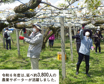令和6年度は、延べ約3,800人の農業サポーターが活躍しました。